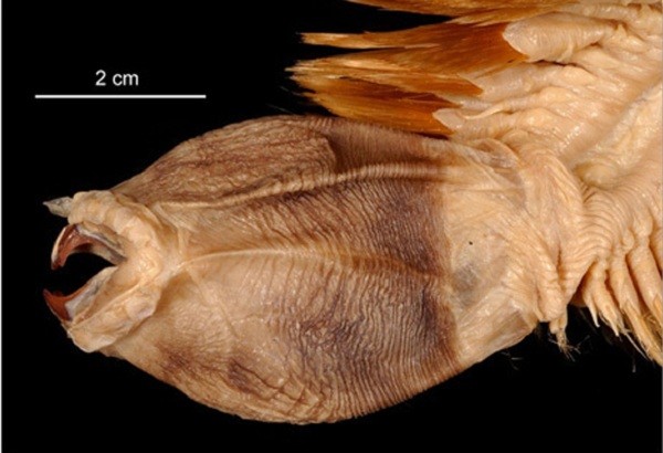 5[-]loài[-]sâu[-]đáng[-]sợ[-]nhất[-]hành[-]tinh[-]6